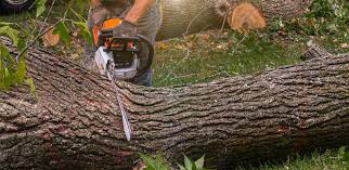 Best Tree Health Inspection  in Ivanhoe, TX