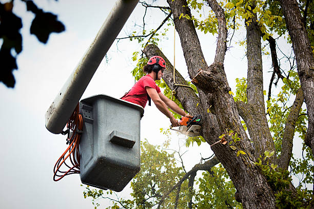 Best Tree Risk Assessment  in Ivanhoe, TX