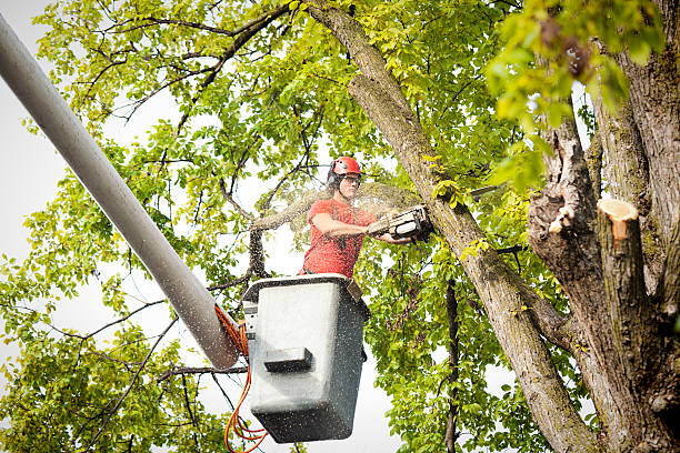 Best Tree Disease Treatment  in Ivanhoe, TX